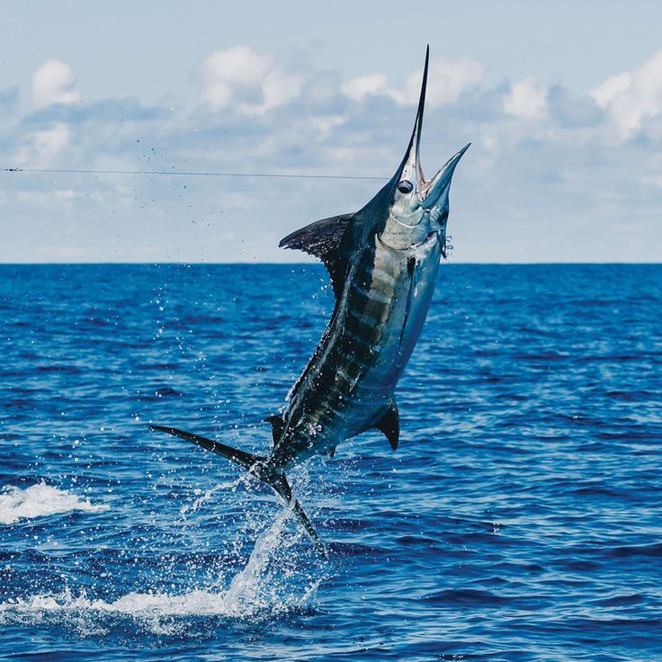 Marlin Azul